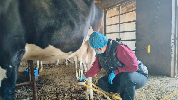 奶牛业前景怎么样_2024奶牛养殖赚钱吗