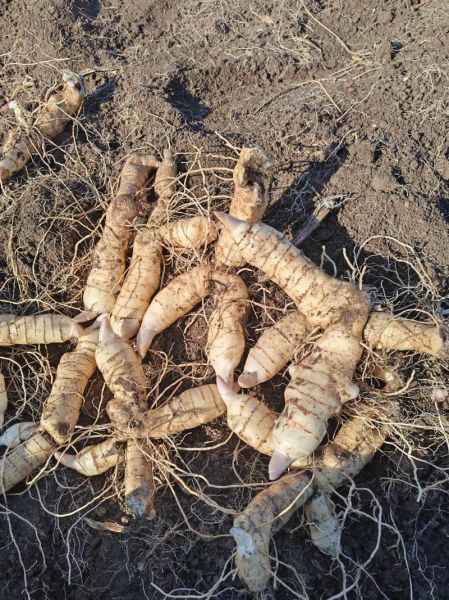 黄精种植赚钱吗_黄精市场前景如何