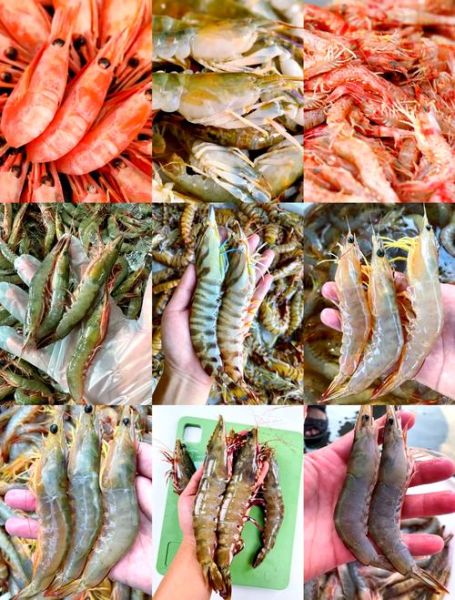 海鲜批发市场进货渠道有哪些_如何挑选新鲜海鲜