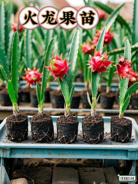 火龙果种植前景如何_火龙果市场利润有多大
