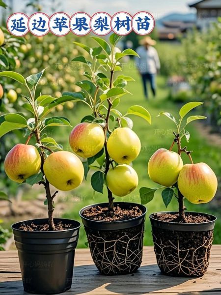 水果种植前景怎么样_2024年最赚钱的果树品种