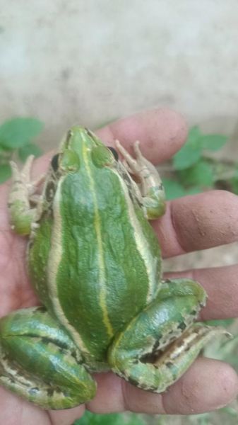 黑斑蛙养殖赚钱吗_黑斑蛙养殖前景怎么样