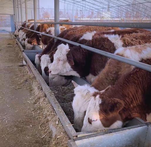 养牛赚钱吗_未来五年养牛前景如何