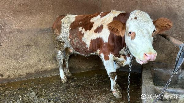 养牛赚钱吗_未来五年养牛前景如何