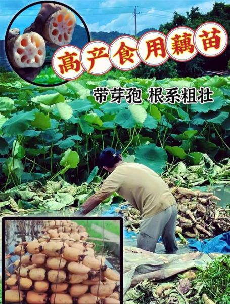 莲藕种植前景如何_莲藕深加工赚钱吗