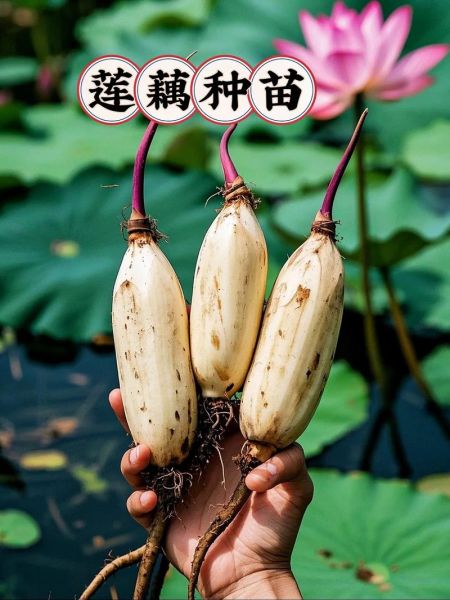 莲藕种植前景如何_莲藕深加工赚钱吗