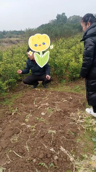 枳壳市场前景如何_枳壳种植赚钱吗