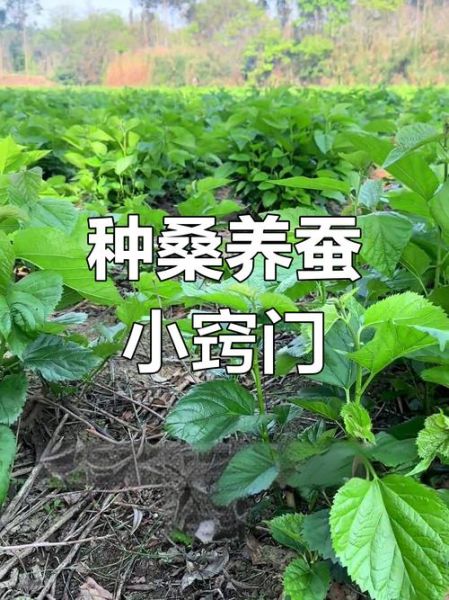 桑蚕养殖前景怎么样_桑蚕养殖赚钱吗