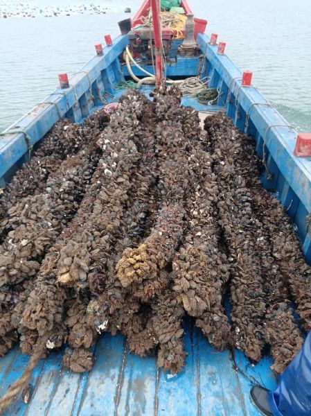 牡蛎养殖前景如何_牡蛎养殖赚钱吗