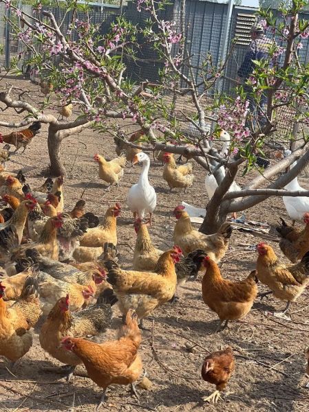 肉鸡养殖前景怎么样_2024年还能赚钱吗