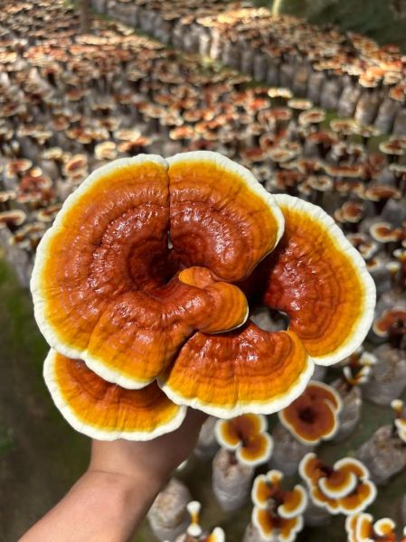 灵芝种植前景怎么样_灵芝种植赚钱吗