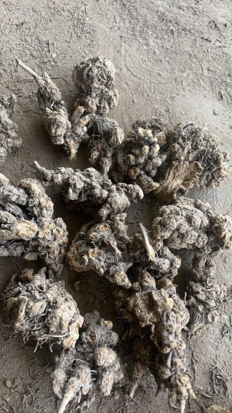 苍术种植前景如何_苍术价格走势2024