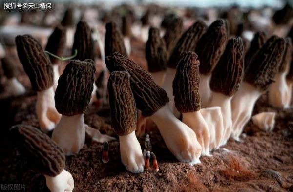 食用菌市场前景如何_食用菌种植赚钱吗