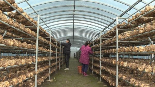 食用菌市场前景如何_食用菌种植赚钱吗