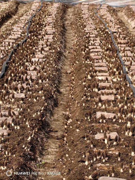 食用菌市场前景如何_食用菌种植赚钱吗