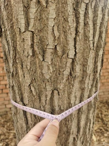 杨木价格走势_杨木市场前景如何