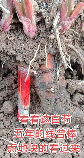白芍种植前景怎么样_白芍未来五年价格走势