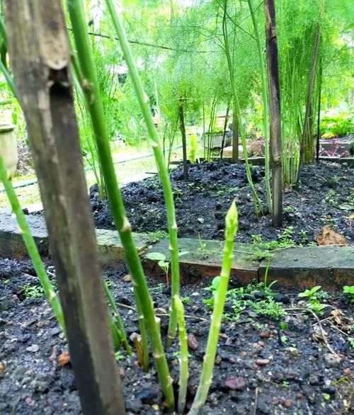 芦笋种植前景怎么样_芦笋种植利润高吗