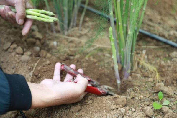 芦笋种植前景怎么样_芦笋种植利润高吗