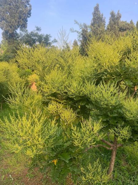 槐米前景怎么样_槐米种植赚钱吗