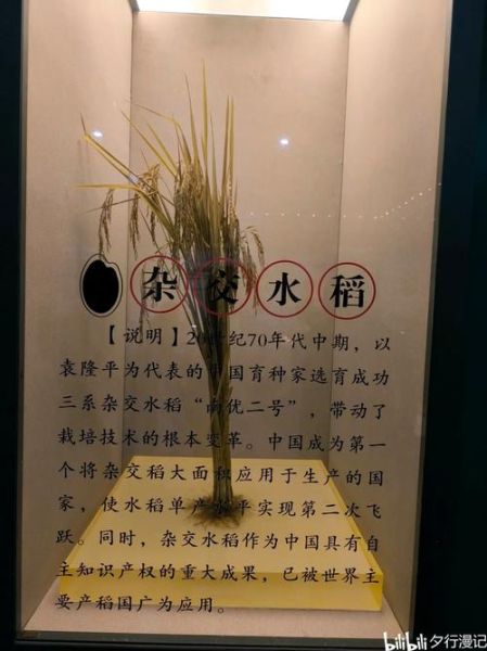 稻香前景怎么样_稻香行业未来五年趋势