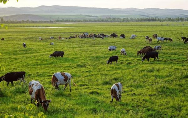 牧业发展前景如何_未来十年牧场赚钱吗