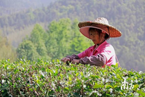 茶叶种植前景如何_茶叶种植赚钱吗