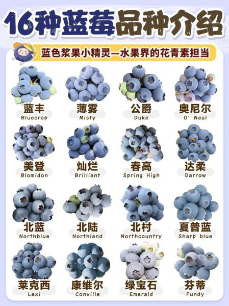 蓝莓市场前景怎么样_蓝莓种植赚钱吗