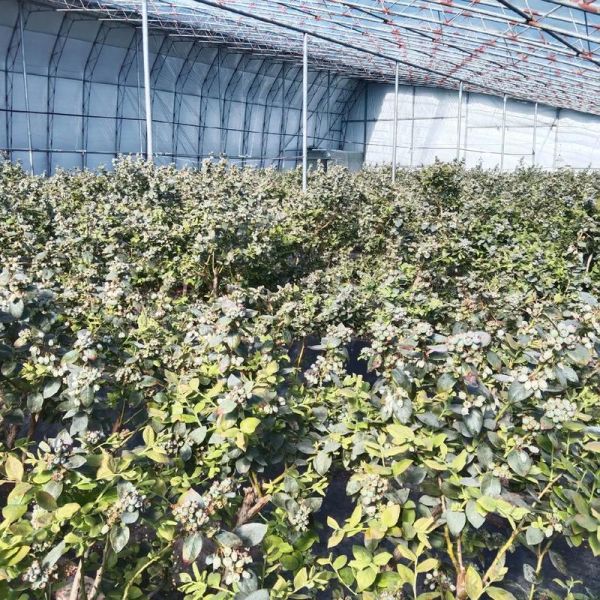 蓝莓市场前景怎么样_蓝莓种植赚钱吗