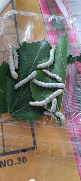 蚕养殖前景怎么样_蚕养殖赚钱吗