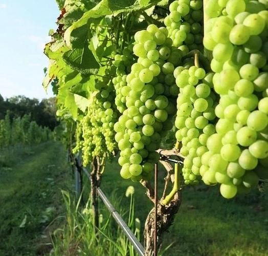 葡萄种植前景怎么样_葡萄深加工有哪些商机