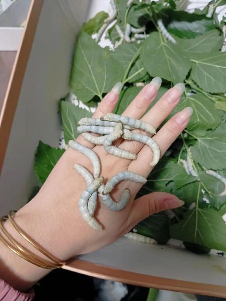 蚕养殖前景怎么样_蚕养殖赚钱吗