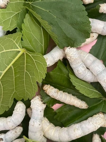 蚕养殖前景怎么样_蚕养殖赚钱吗