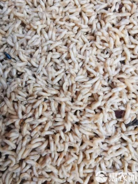 蝇蛆养殖前景如何_蝇蛆养殖赚钱吗