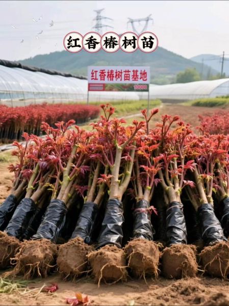 香椿种植赚钱吗_香椿芽价格走势