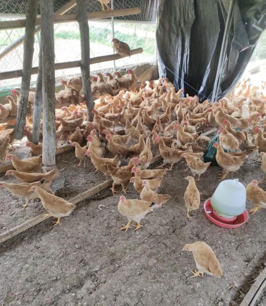 生态养殖前景怎么样_生态养殖赚钱吗