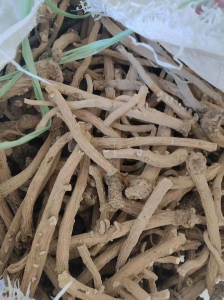 2017年板蓝根价格走势_板蓝根种植前景怎么样