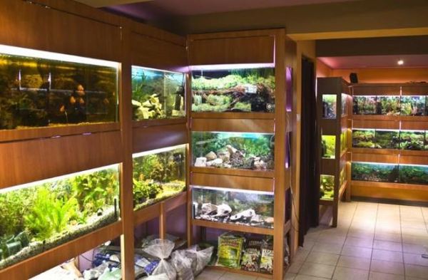 水族行业前景怎么样_新手如何入门水族创业