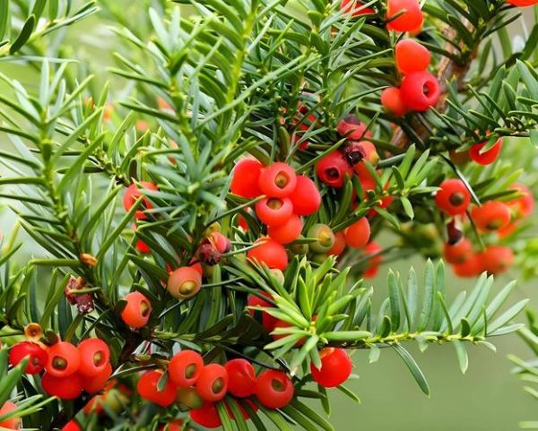 红豆杉种植前景怎么样_红豆杉药用价值有哪些