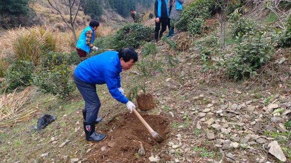 香榧种植前景怎么样_香榧价格走势如何