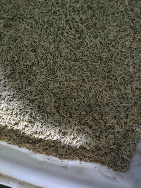 蝇蛆养殖赚钱吗_蝇蛆市场前景怎么样