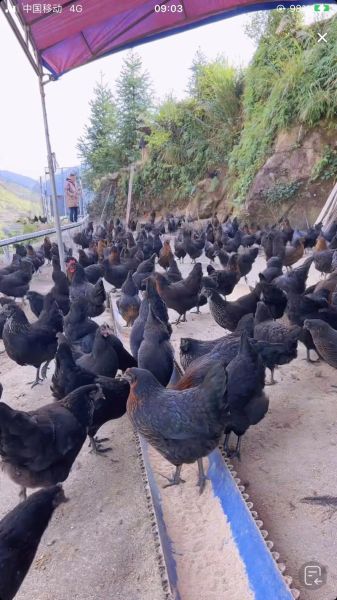 山鸡养殖赚钱吗_山鸡市场前景怎么样