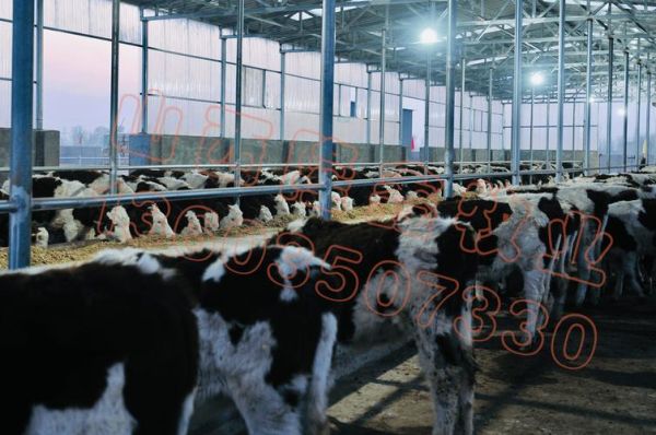 中国养牛前景怎么样_2025年养牛赚钱吗