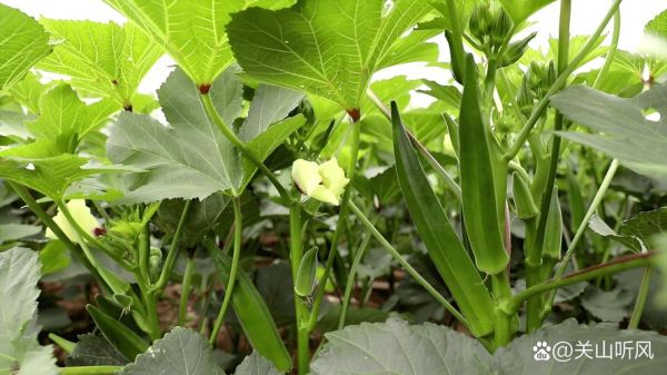 秋葵种植赚钱吗_秋葵市场前景如何