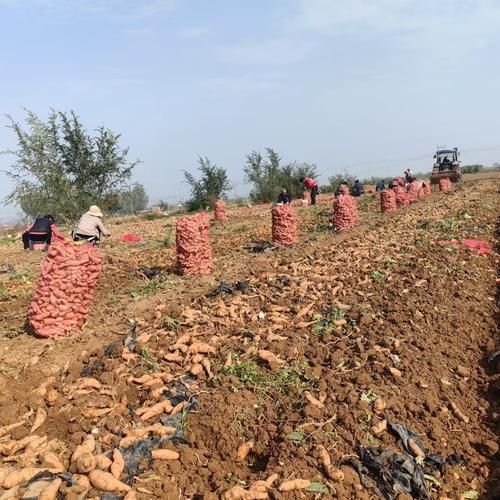 地黄种植前景如何_地黄未来市场趋势