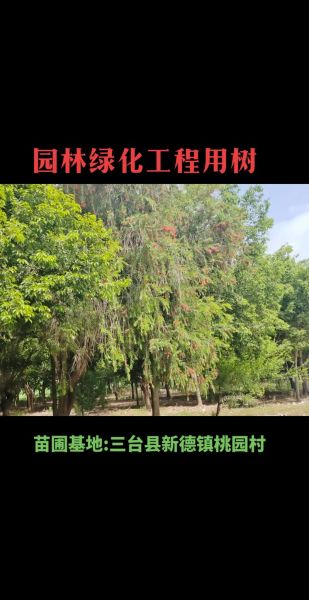 未来绿化苗木前景如何_哪些品种最赚钱