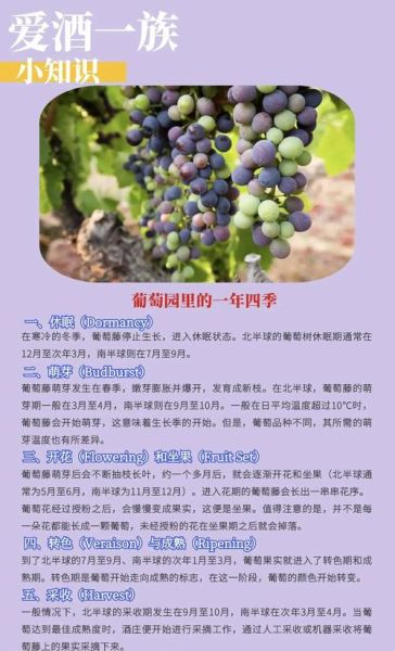 种葡萄赚钱吗_葡萄种植前景怎么样