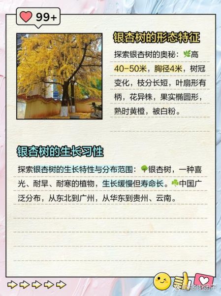 银杏树种植前景如何_银杏叶提取物市场潜力大吗