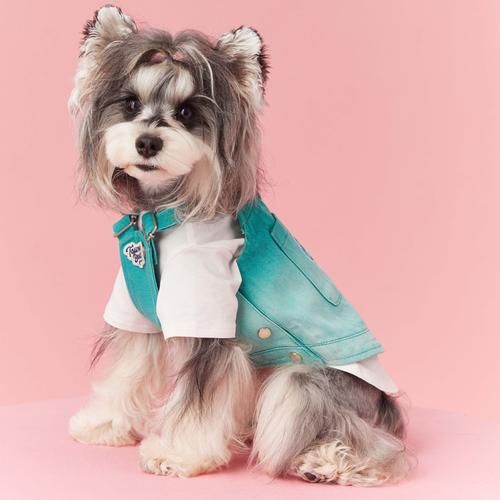 宠物服装前景怎么样_宠物衣服值得投资吗