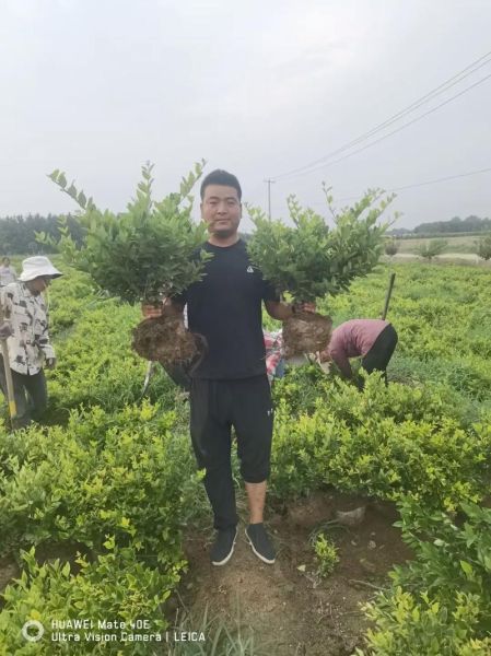 2016苗木行情怎么样_苗木种植前景如何